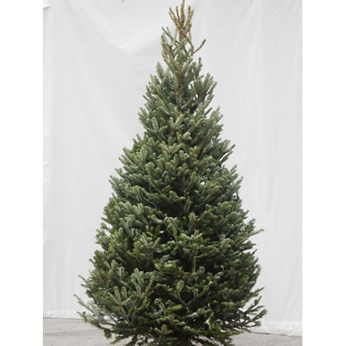 Fraser Fir Cross Christmas Tree 6-8 ft.