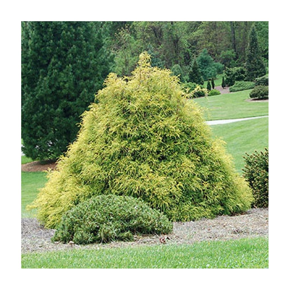 Vigoro Gold Charm Cypress The Home Depot Canada
