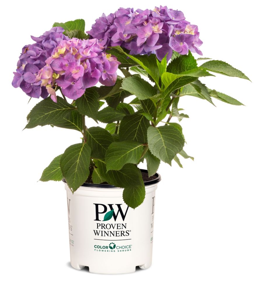 Photo of product