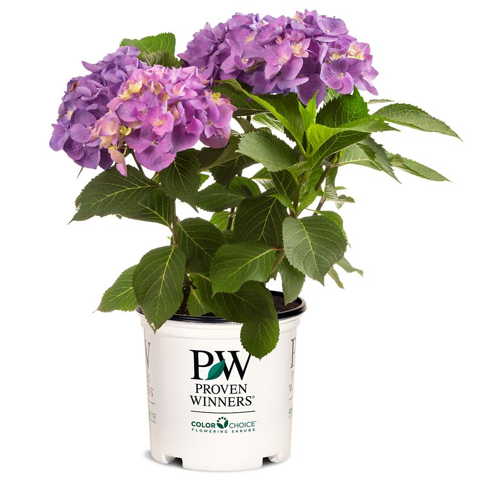 Proven Winners PW Hydrangea Let's Dance Blue Jangles #2 pot | The Home ...