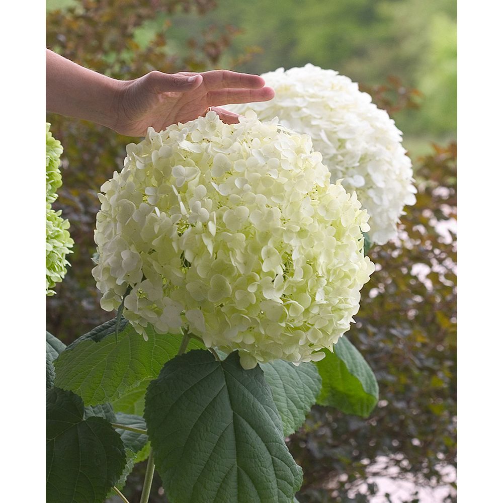 Proven Winners 8inch Incrediball Hydrangea Shrub The Home Depot Canada