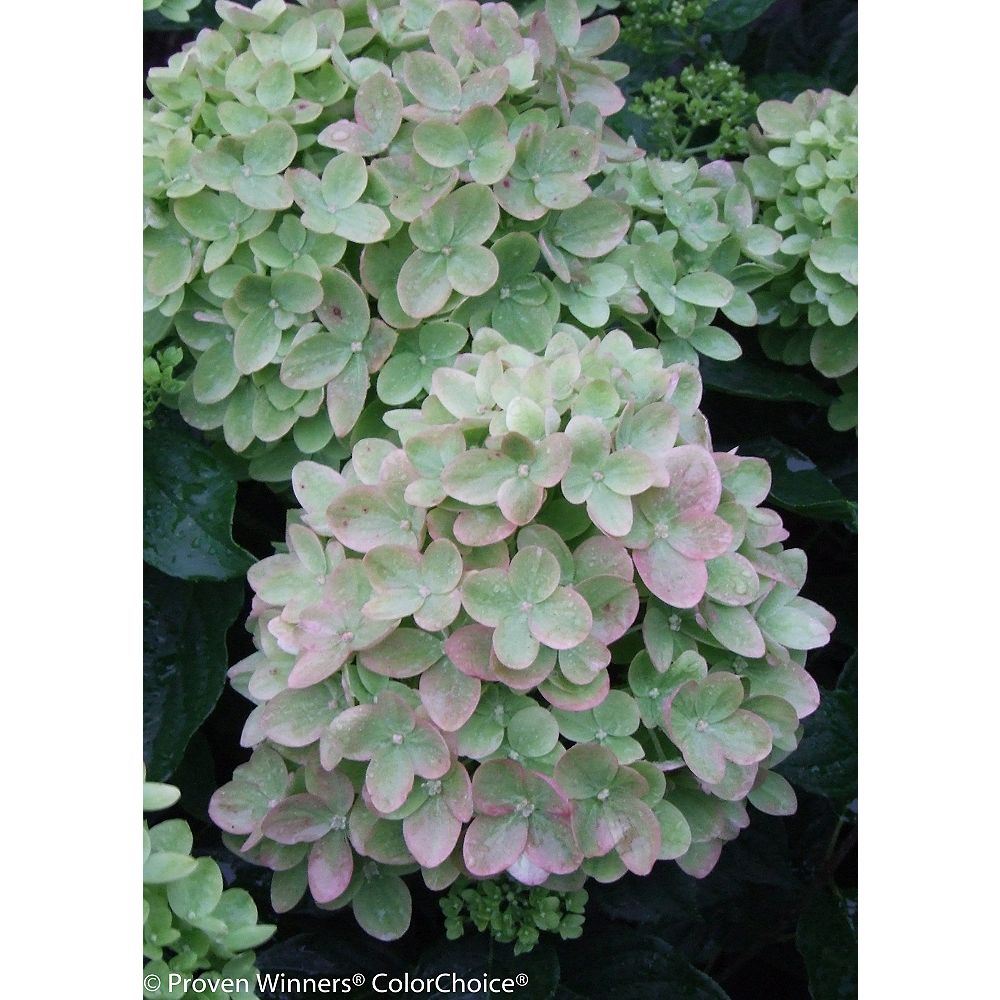 Proven Winners Pw 8 Inch Hydrangea Little Lime Shrub The Home Depot Canada 7273