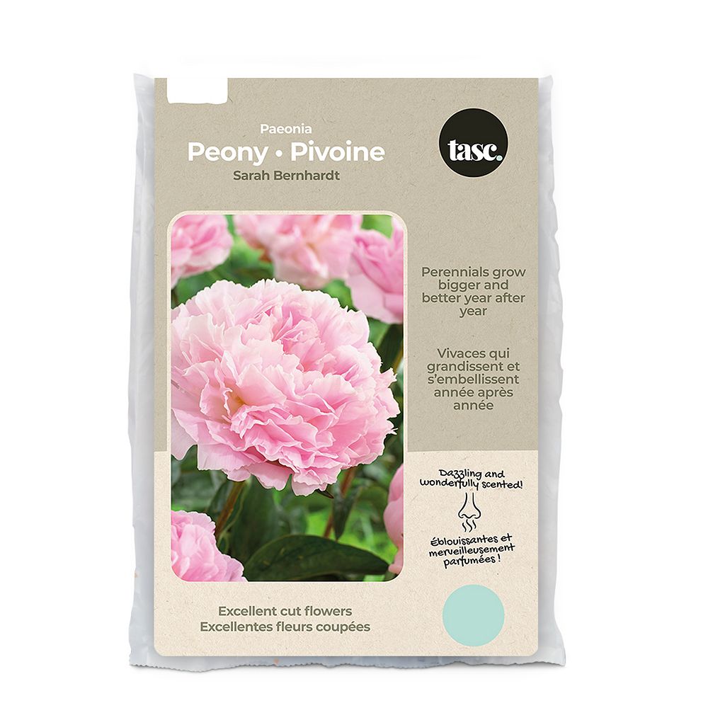 Bulbs Are Easy Peony Pivoine Paeonia Sarah Bernhardt The Home Depot Canada