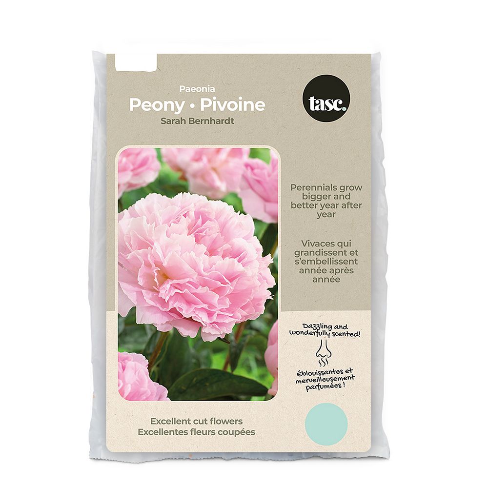 Bulbs Are Easy Peony Pivoine Paeonia Sarah Bernhardt The Home Depot Canada Bulbs Are Easy Peony Pivoine Paeonia Sarah Bernhardt The Home Depot Canada