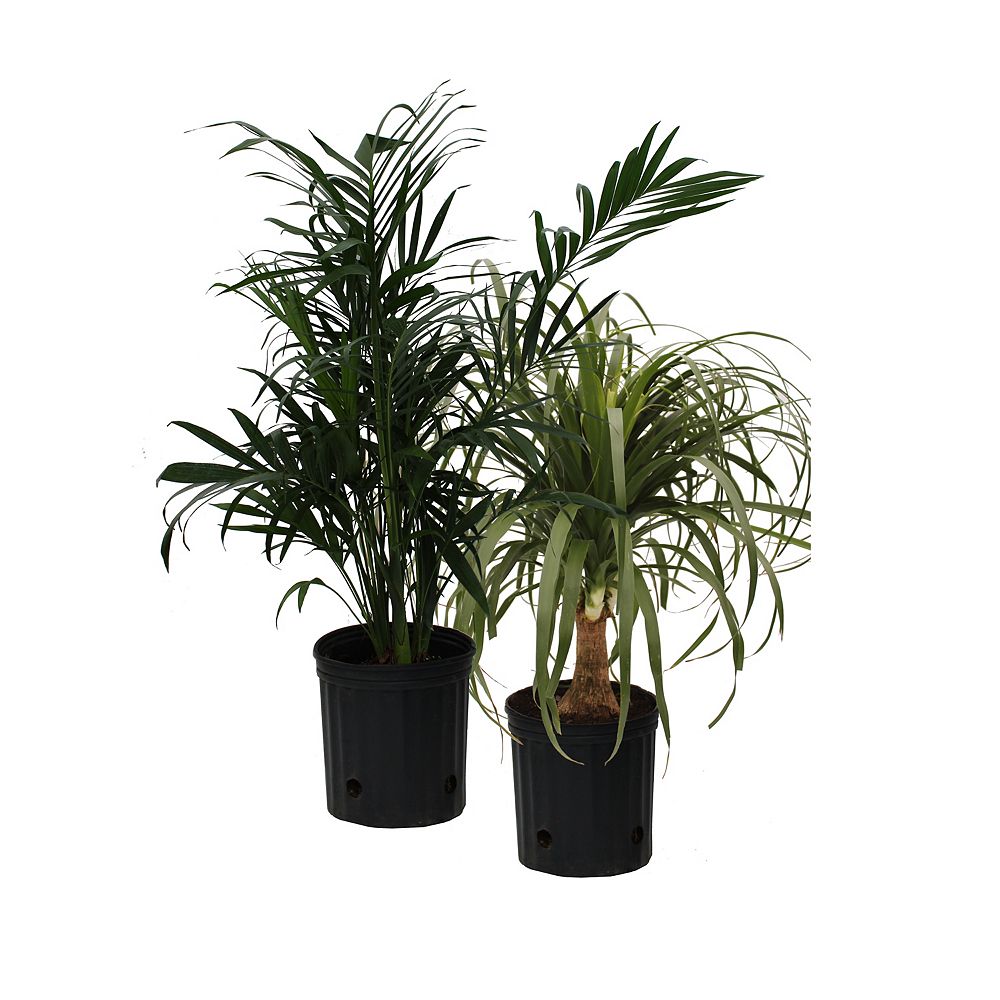 Rainbow 10 Inch Palms Assorted The Home Depot Canada