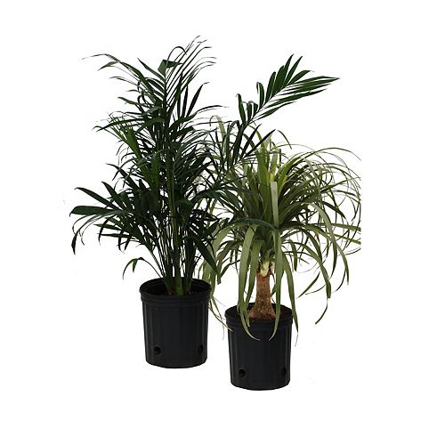 Indoor Plants - Plants, Trees & Flowers | The Home Depot Canada