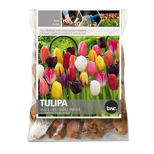Flower Bulbs Plants, Trees & Flowers The Home Depot Canada