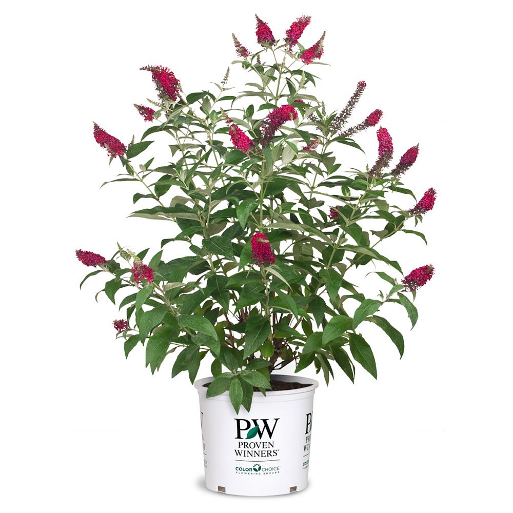 Proven Winners PW Miss Molly Butterfly Bush | The Home Depot Canada