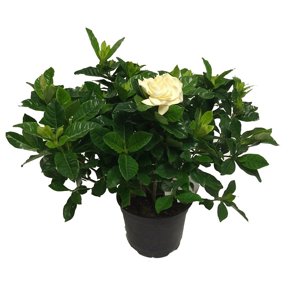 Landscape Basics 6 Inch Gardenia The Home Depot Canada