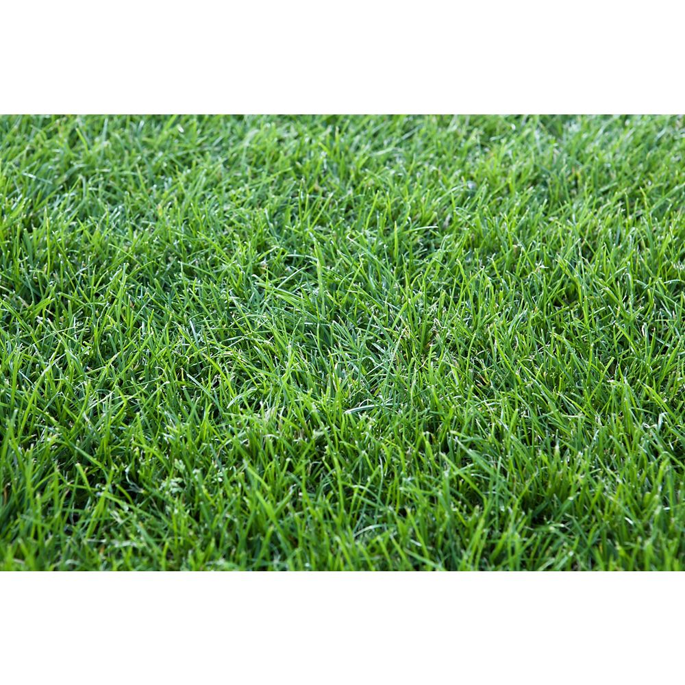 Harmony Grass Sod - 1000 sq ft | The Home Depot Canada