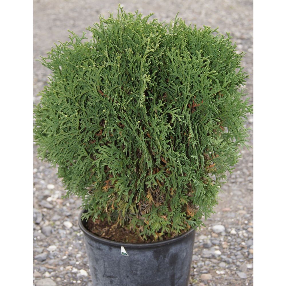 Landscape Basics 6inch Cedar Shrub (Assorted) The Home Depot Canada