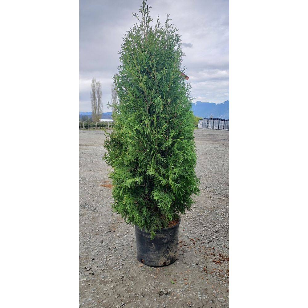 Landscape Basics 5 ft. Brandon Cedar The Home Depot Canada