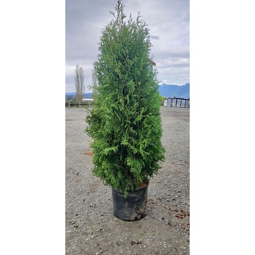 Trees Trees & Shrubs The Home Depot Canada