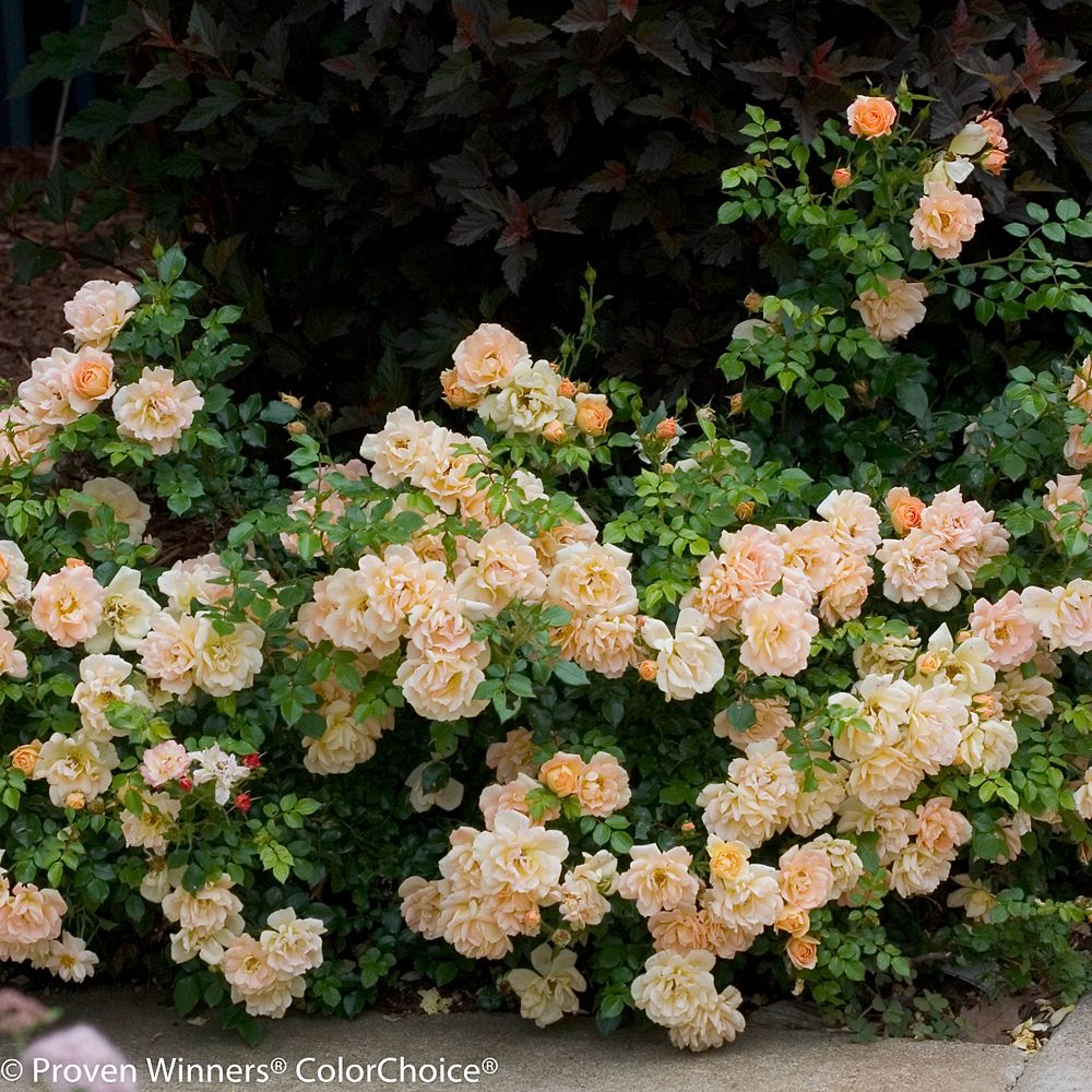 Proven Winners PW 8inch Rosa Peachy Cream Landscape Plant The Home