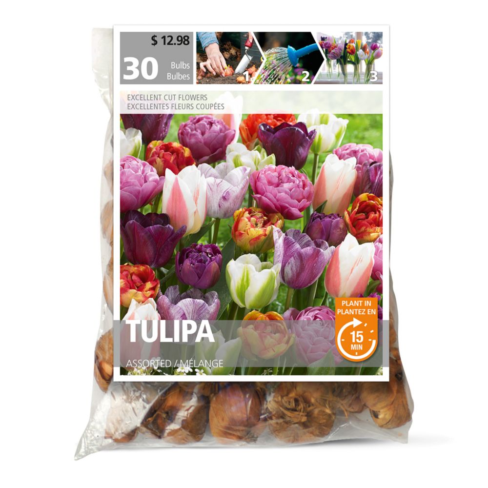 Bulbs are Easy Tulip Assorted The Home Depot Canada
