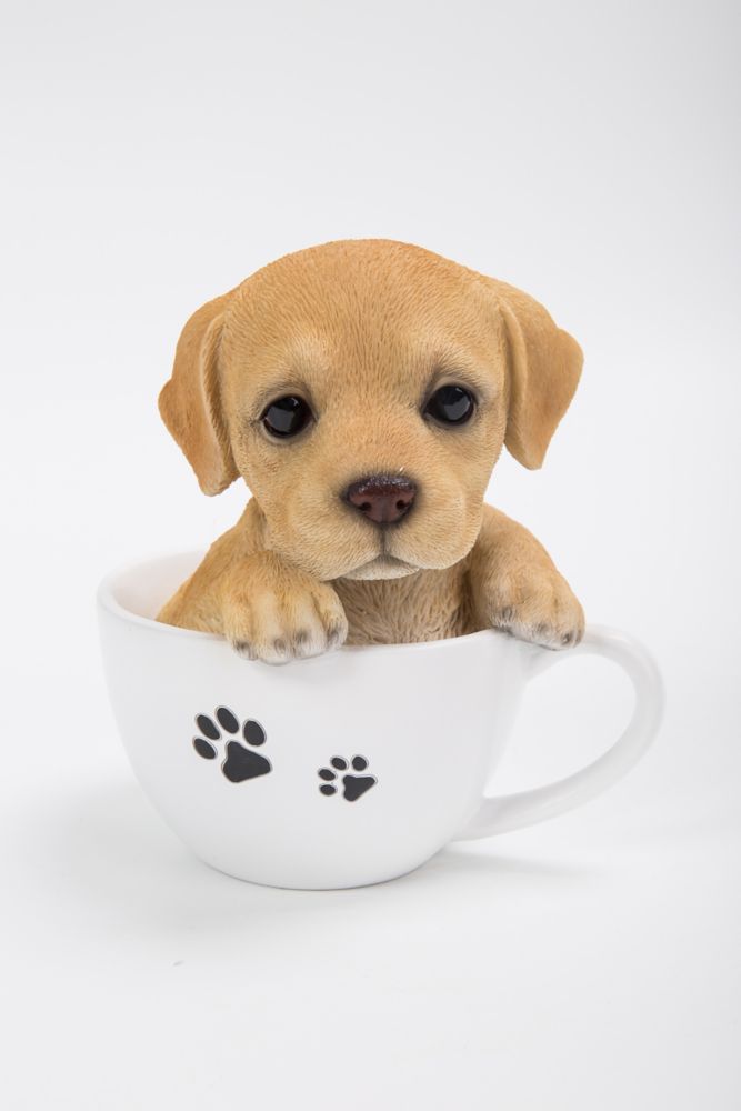 labrador retriever teacup