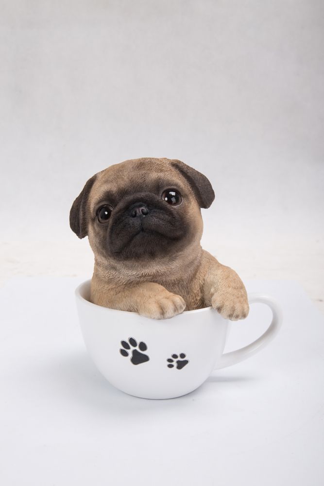 pug in teacup