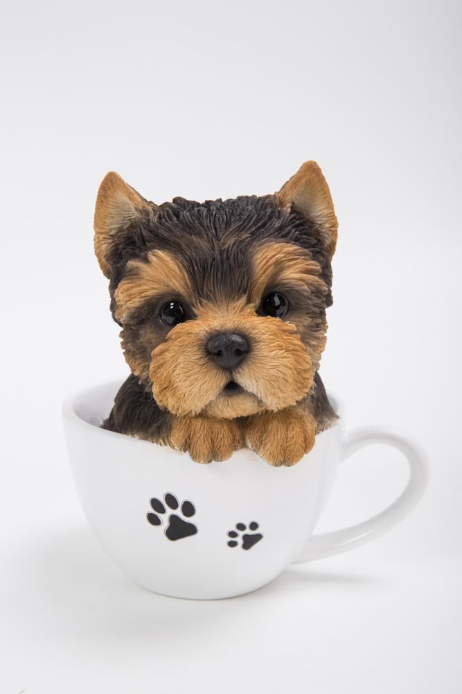 miniature yorkshire terrier puppies