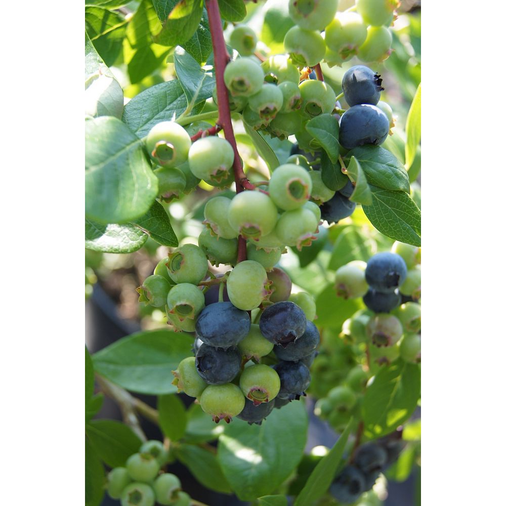 Vaccinum 6inch Burpee Blueberry Fruit Plant The Home Depot Canada