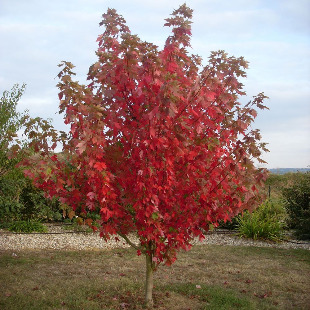 Cwf 7 Gallon Cwf Native Tree Maple Acer Rubrum The Home Depot Canada