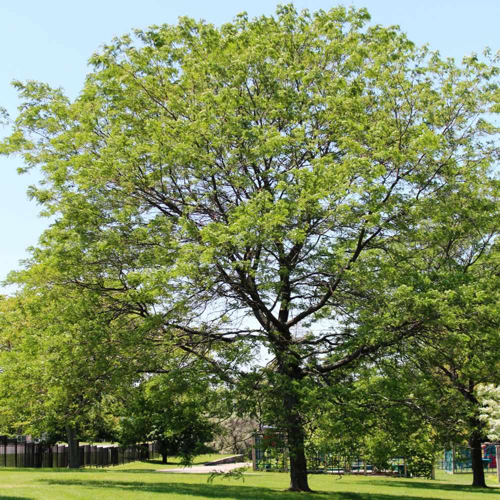 Landscape Basics 7 Gallon Shade Tree Locust 'Honeylocust' The Home Depot Canada
