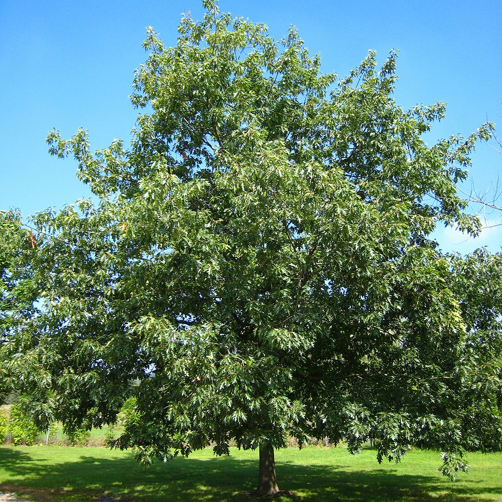 Landscape Basics 26.5L Oak (Quercus rubra) Shade Tree The Home Depot