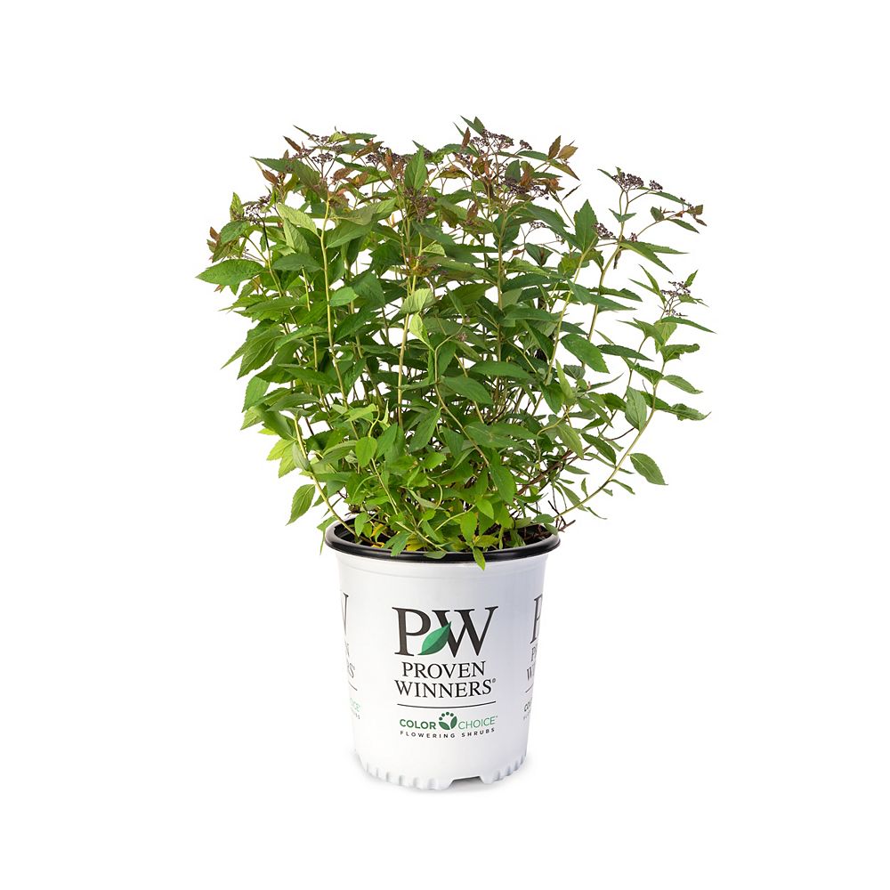 Proven Winners Spirea Double Play Red | The Home Depot Canada