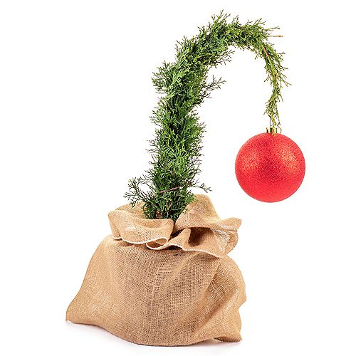 Grinch Living Christmas Cedar Tree 2G (7.5L)