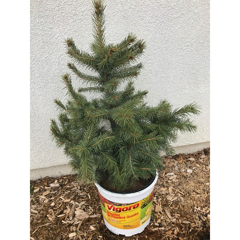 Picea 12 Inch Baby Blue Spruce Tree The Home Depot Canada Picea 12 Inch Baby Blue Spruce Tree The Home Depot Canada