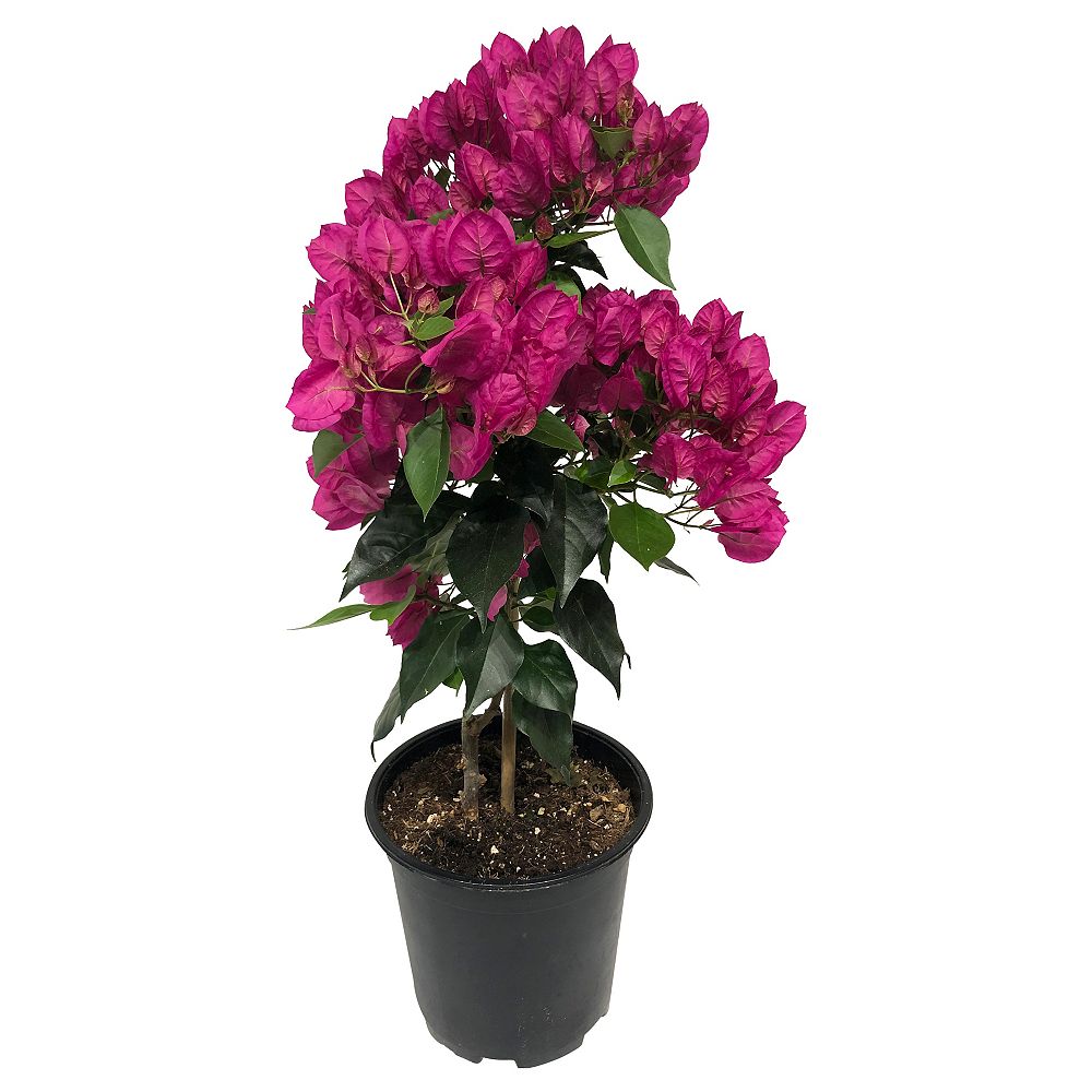 Foliera 7 5 Inch Standard Pink Bougainvillea Tropical Plant The Home Depot Canada