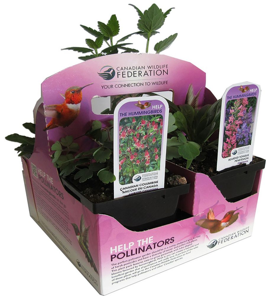 CWF CWF Hummingbird Plant Pack The Home Depot Canada