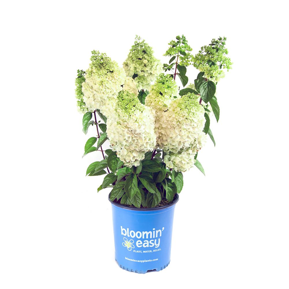 Bloomin' Easy 2 Gallon Moonrock Hardy Hydrangea paniculata The Home