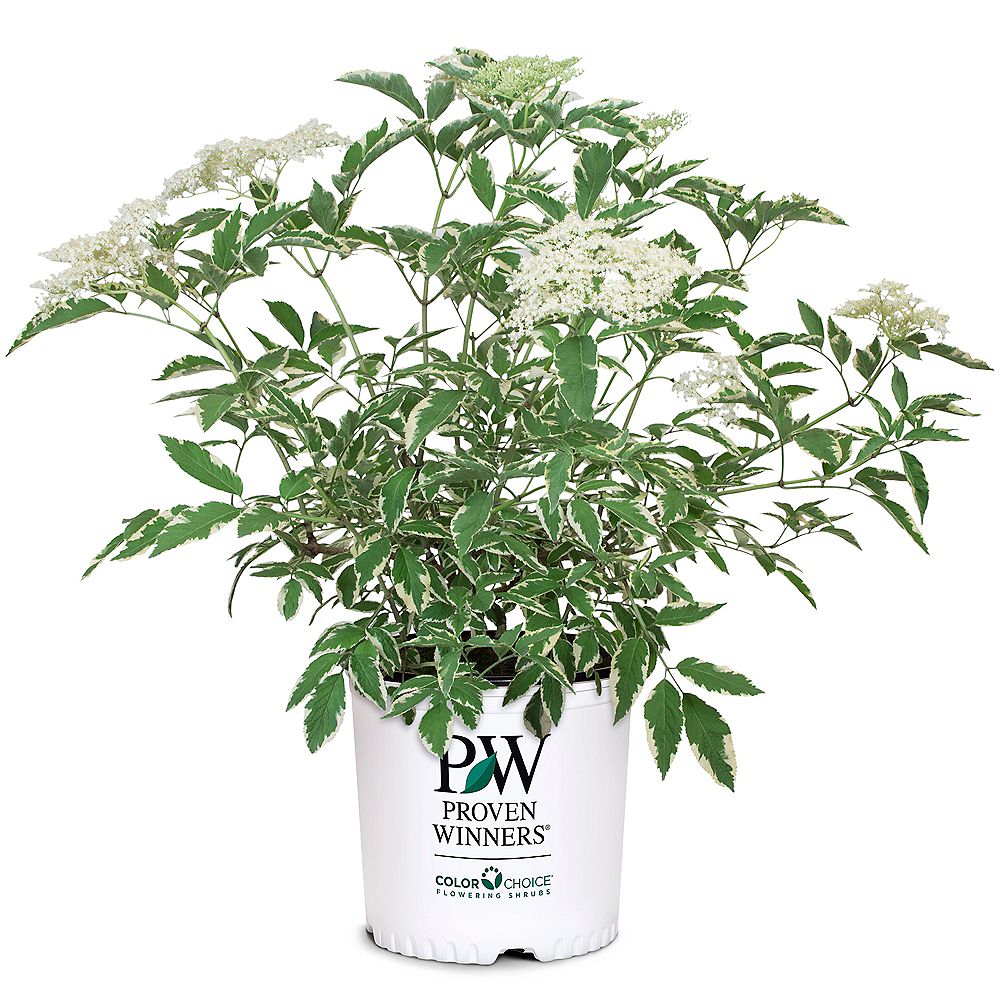 Proven Winners 7.5L PW ColorChoice Instant Karma Elderberry (Sambucus