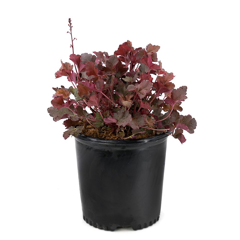 Garden Elements 7.5L Crimson Curls Coral Bells (Heuchera) Plant | The