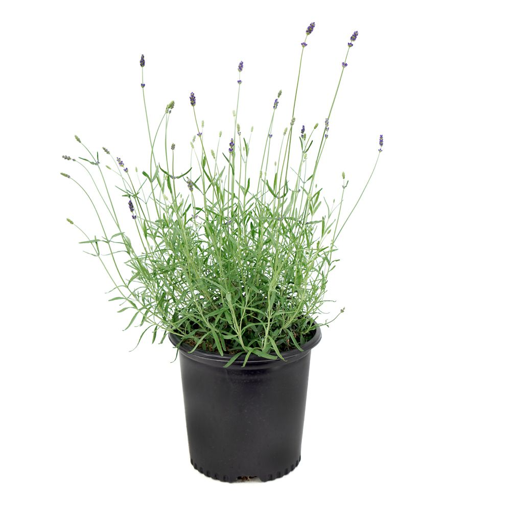 Garden Elements 7.5L Hidcote Blue English Lavender (Lavandula) Flowering Plant The Home Depot