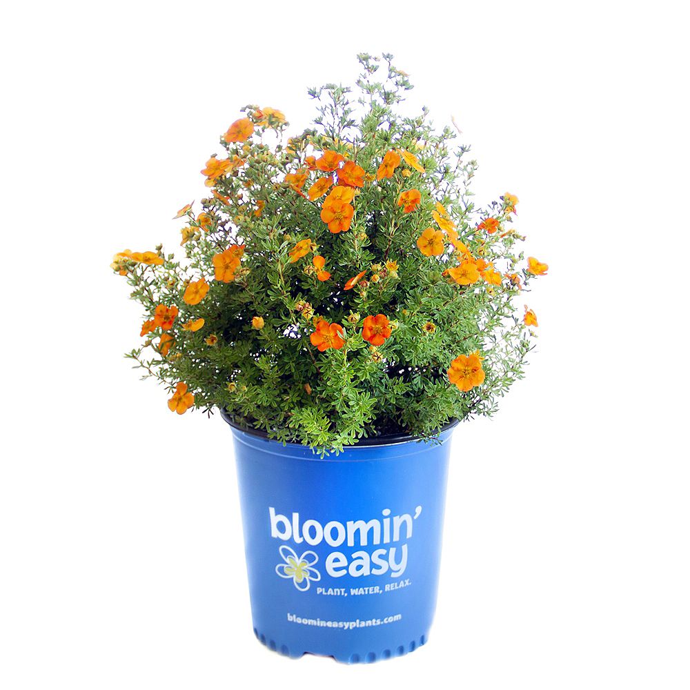 Bloomin' Easy 7.5L Bella Sol Potentilla Flowering Shrub The Home