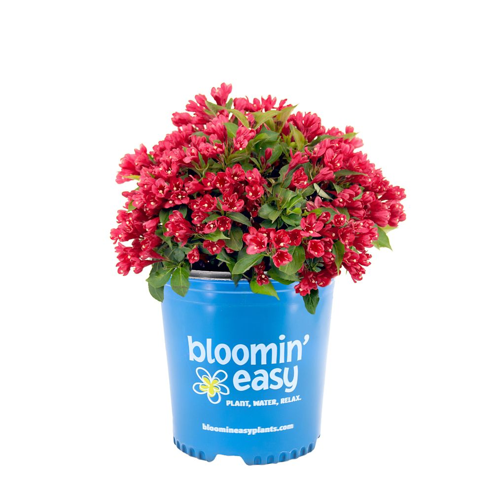 Bloomin' Easy 2 Gallon Bloomin' Easy Crimson Kisses Weigela The Home