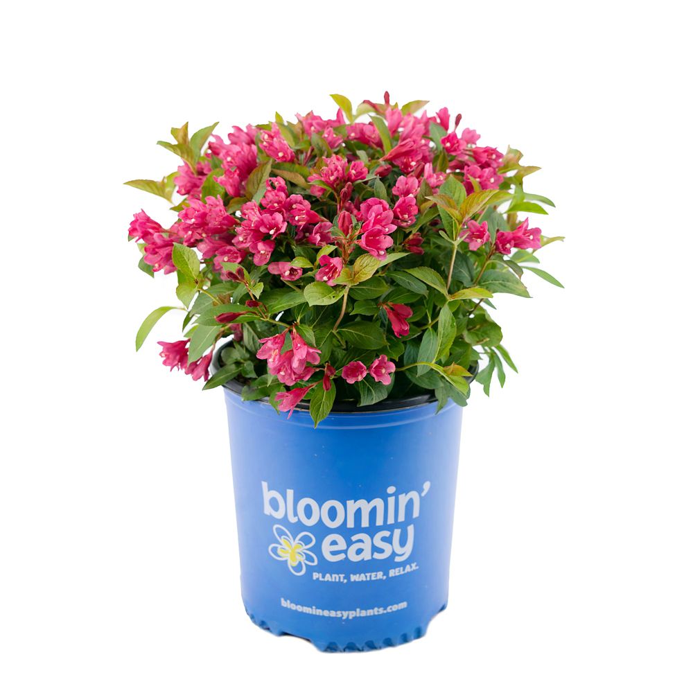 Bloomin' Easy 2 Gallon Bloomin' Easy Strobe Weigela | The Home Depot Canada