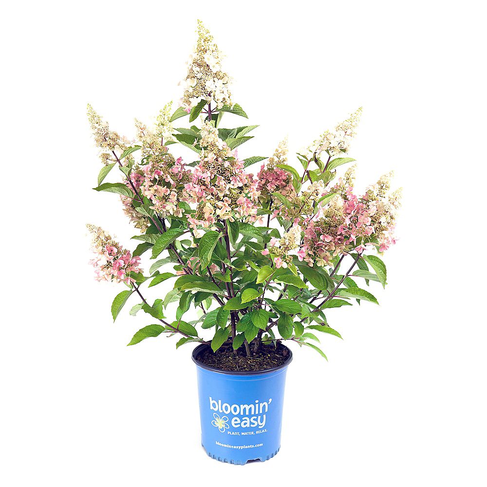 Bloomin' Easy 7.5L Candelabra Hydrangea (paniculata) Flowering Shrub