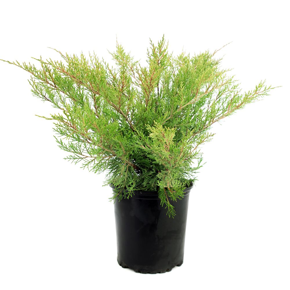 Garden Elements 2 Gallon Mint Julep Juniper The Home Depot Canada