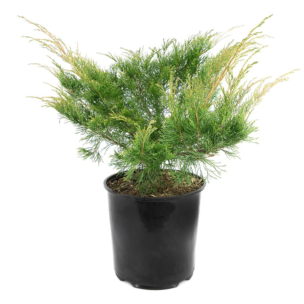 Garden Elements 2 Gallon Calgary Carpet Juniper The Home Depot Canada