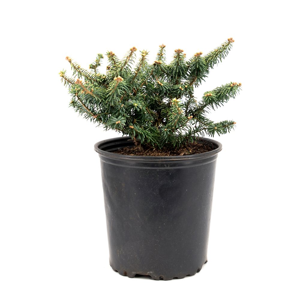 Garden Elements 2 Gallon Nana Dwarf Black Spruce | The Home Depot Canada