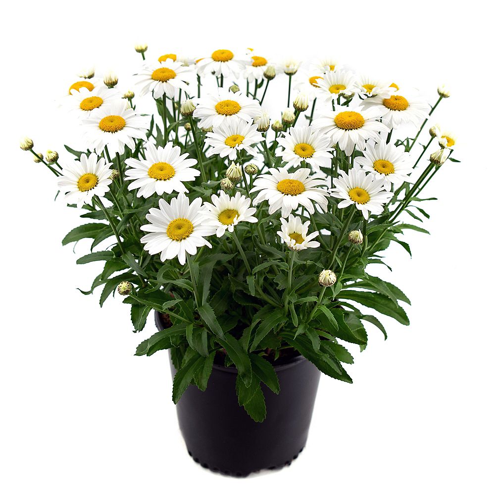 Garden Elements 7.5L White Snowcap Shasta Daisy