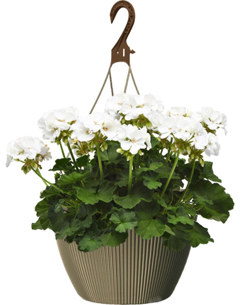 Landscape Basics 10 inch Hanging Basket Geranium White The Home Depot
