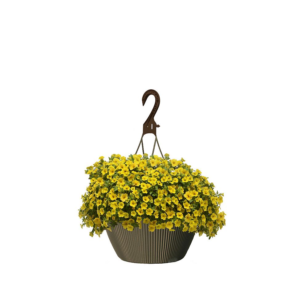 Landscape Basics 10 inch Hanging Basket Calibrachoa Yellow The Home Depot Canada