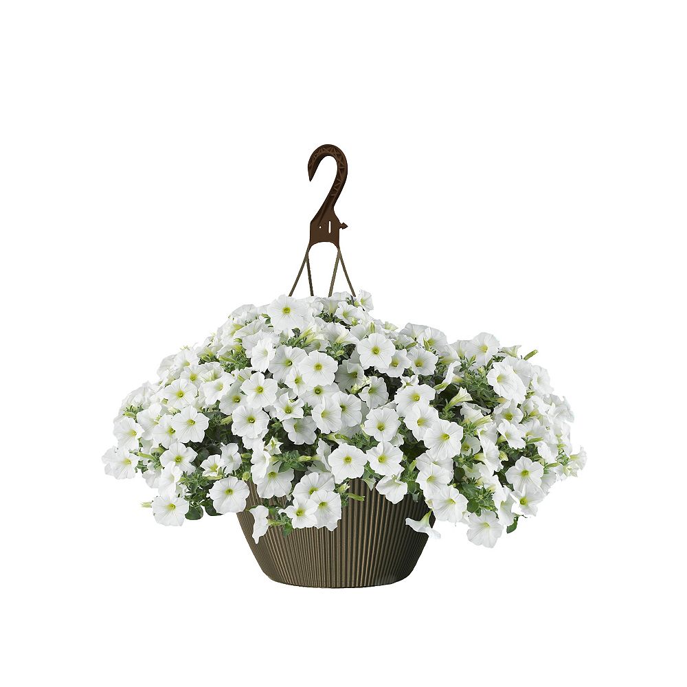 Landscape Basics 10 inch Hanging Basket Petunia White | The Home Depot