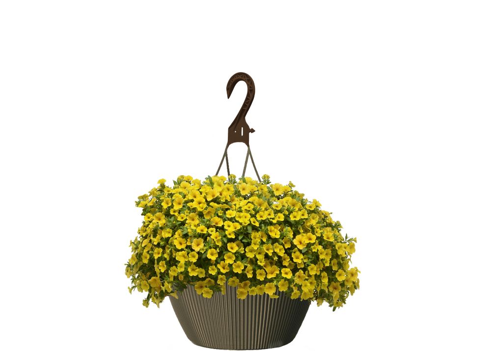 Landscape Basics 10 inch Hanging Basket Calibrachoa Yellow The Home