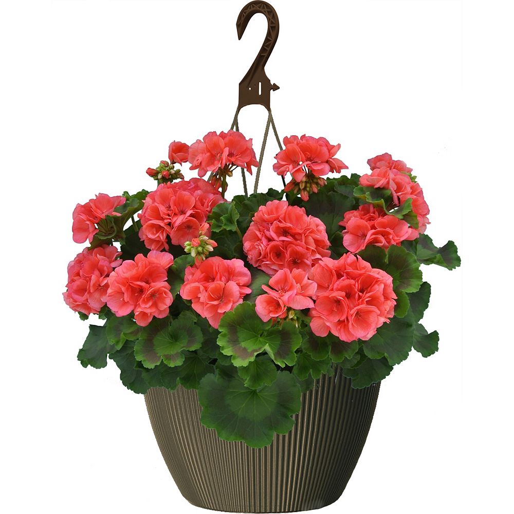 Landscape Basics 10 inch Hanging Basket Geranium Coral | The Home Depot