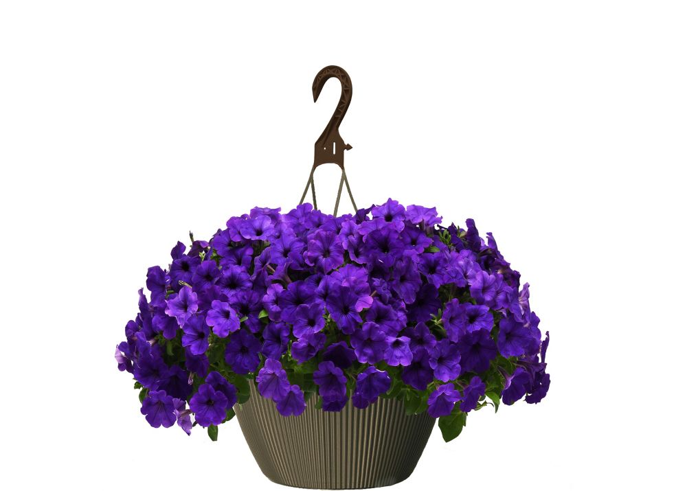 Landscape Basics 10 inch Hanging Basket Petunia Blue The Home Depot