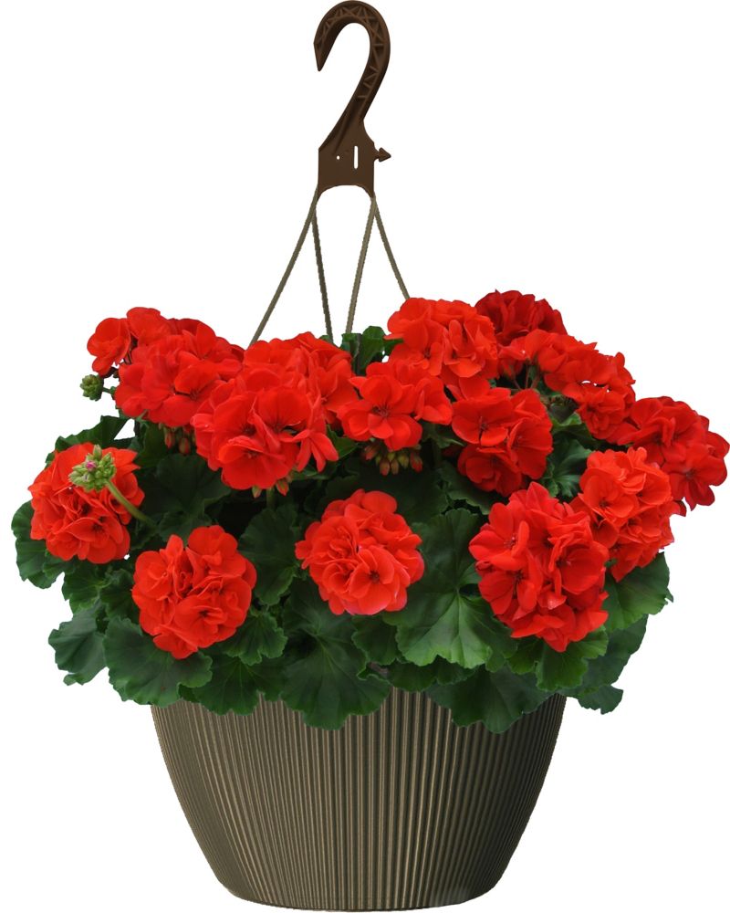 Landscape Basics 10 Inch Hanging Basket Geranium Red The Home Depot   P 1001549849 